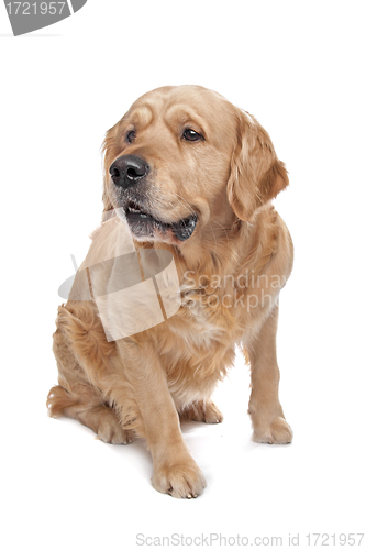 Image of Golden Retriever