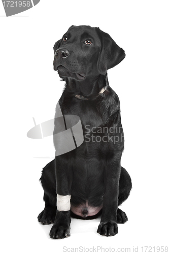 Image of Black Labrador puppy