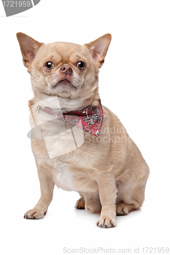 Image of short haired fat chihuahua