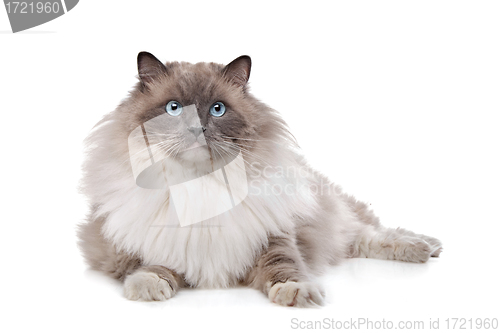 Image of Ragdoll cat