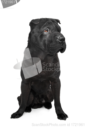 Image of Black shar-Pei