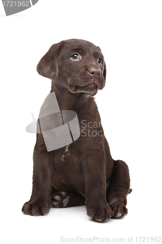 Image of Chocolate Labrador puppy