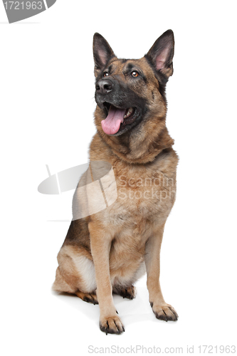 Image of German Shepherd