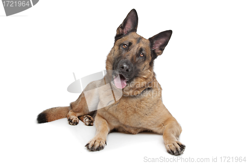 Image of German Shepherd