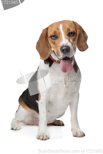 Image of Beagle