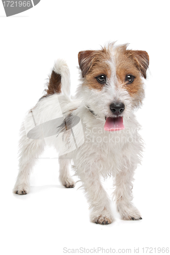 Image of Jack Russel Terrier