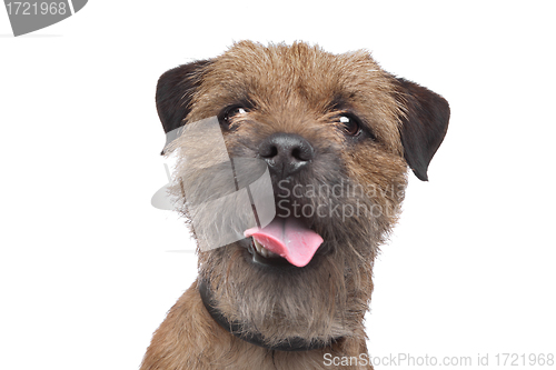 Image of Border Terrier