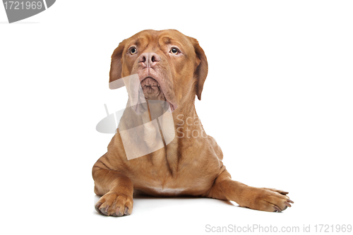 Image of Dogue de Bordeaux