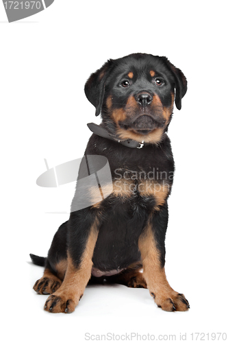 Image of rottweiler puppy