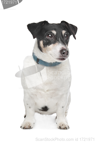 Image of Jack Russel Terrier