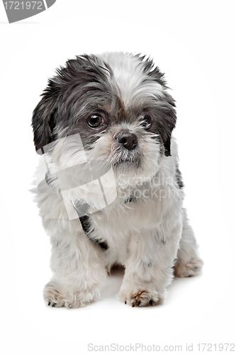 Image of Shih Tzu