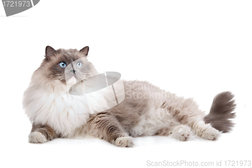 Image of Ragdoll cat