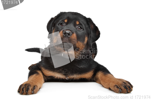 Image of rottweiler puppy