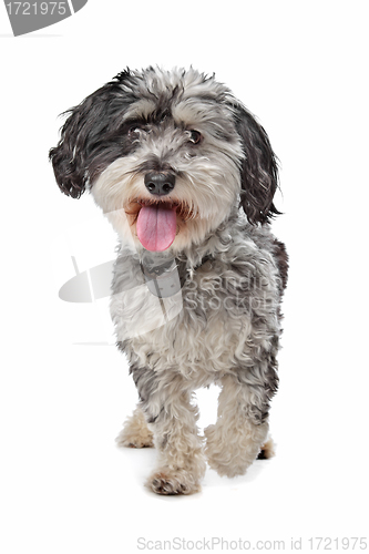 Image of Mixed breed dog