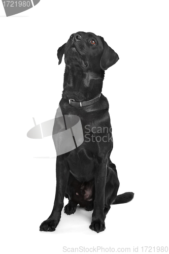 Image of Black Labrador