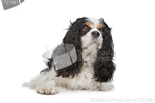 Image of Cavalier King Charles Spaniel