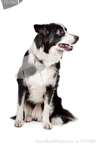 Image of Border Collie