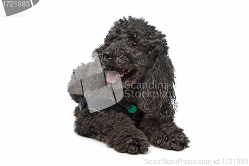 Image of Black Poodle