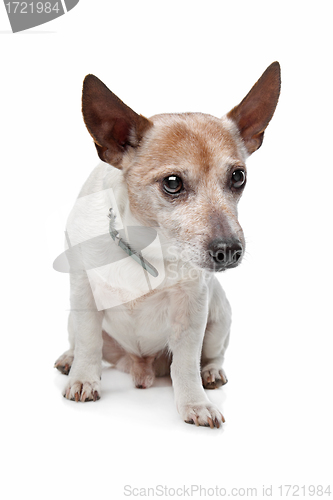 Image of Jack Russel Terrier