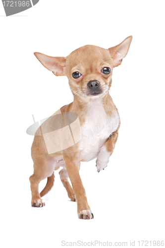 Image of Miniature Chihuahua