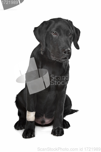 Image of Black Labrador puppy