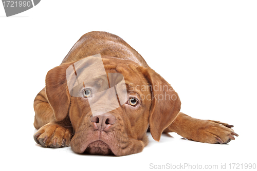 Image of Dogue de Bordeaux