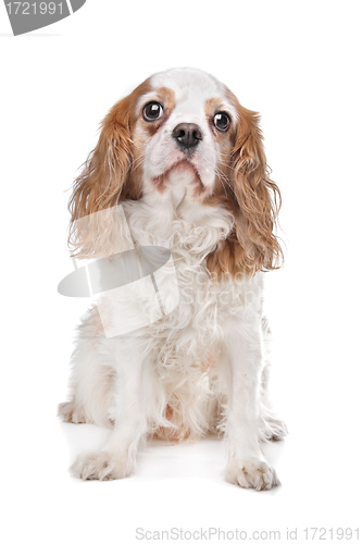 Image of Cavalier King Charles Spaniel