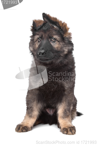 Image of Shepherd puppy