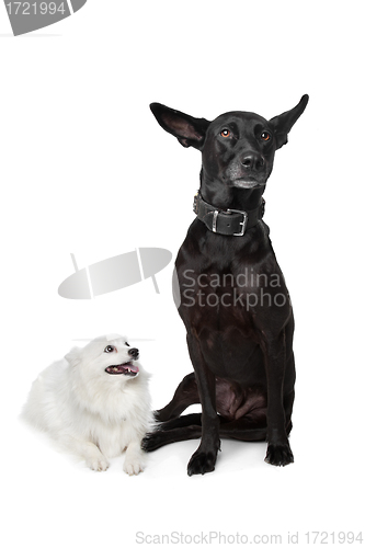 Image of Keeshond (Dutch Barge Dog) and a black Shepherd