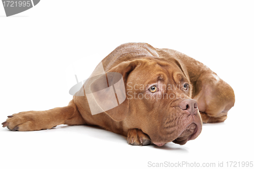 Image of Dogue de Bordeaux