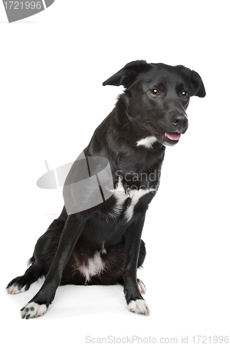 Image of mixed breed dog