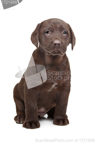 Image of Chocolate Labrador puppy