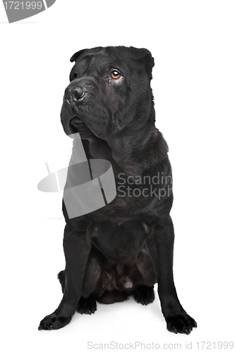 Image of Black shar-Pei