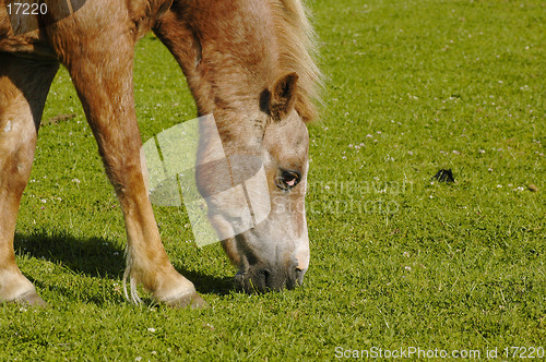 Image of Hungry