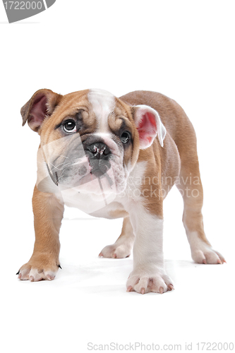 Image of English bulldog puppy