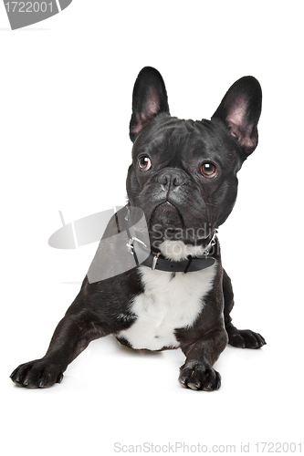 Image of Black and White French Bulldog