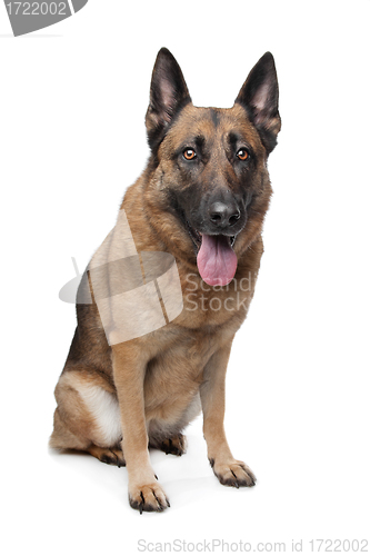 Image of German Shepherd