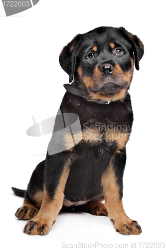 Image of rottweiler puppy