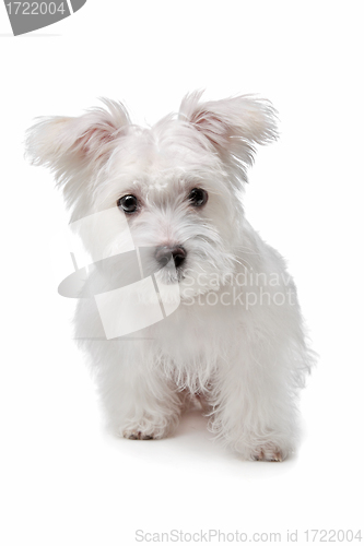 Image of mix Maltese dog