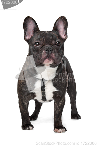 Image of Black and White French Bulldog