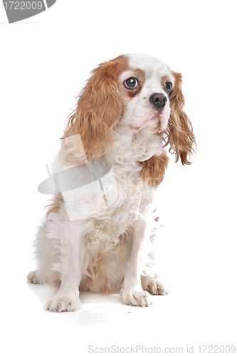 Image of Cavalier King Charles Spaniel