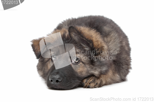 Image of Shepherd puppy