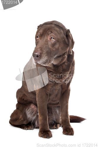 Image of Old sad chocolate Labrador