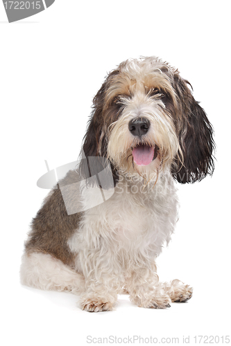 Image of Basset Griffon Vendeen