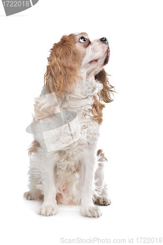 Image of Cavalier King Charles Spaniel