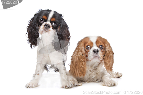 Image of two Cavalier King Charles Spaniel dogs