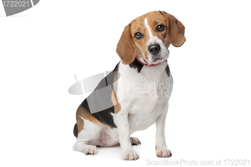 Image of Beagle