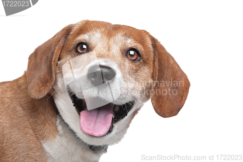 Image of Beagle