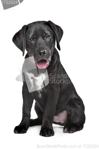 Image of Black Labrador puppy