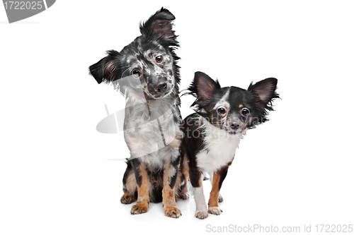 Image of Two Chihuahua dogs